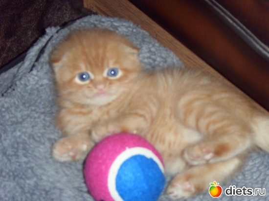 8 фото: КОТЭ