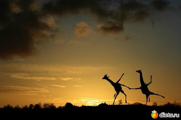 ������, ������: ������, ��������