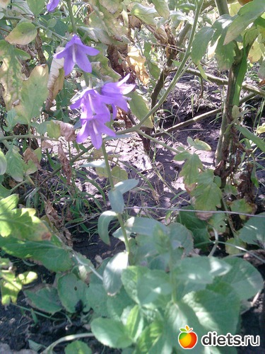 3 ����: ���� �������