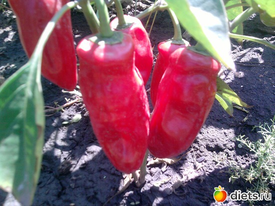 11 ����: ���� �������