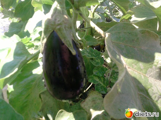 12 ����: ���� �������