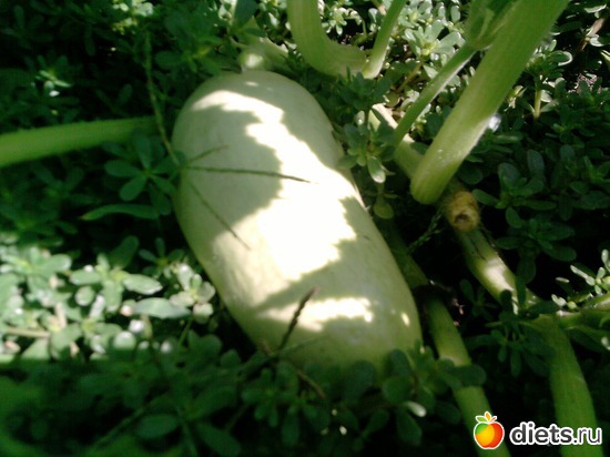 13 ����: ���� �������