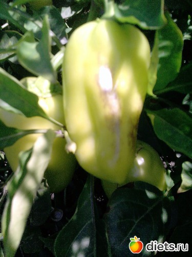 14 ����: ���� �������