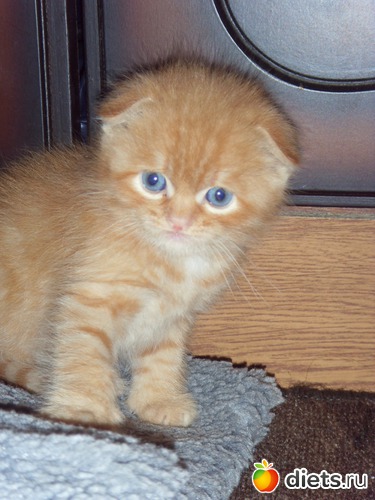 2 фото: ЖОРИК