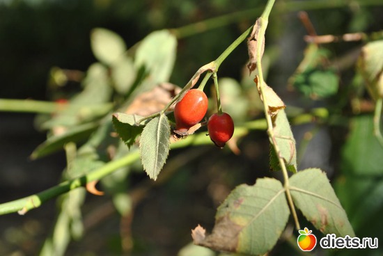 ��������, ������: ���������