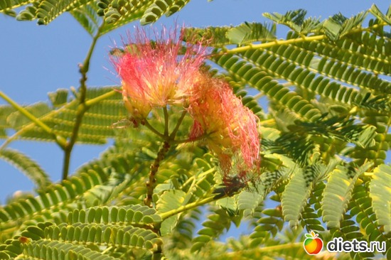 ???, ������: ���������