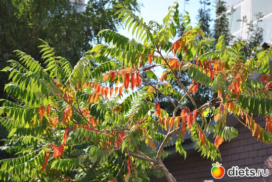 ???, ������: ���������