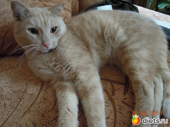 1 ����: ��� �������