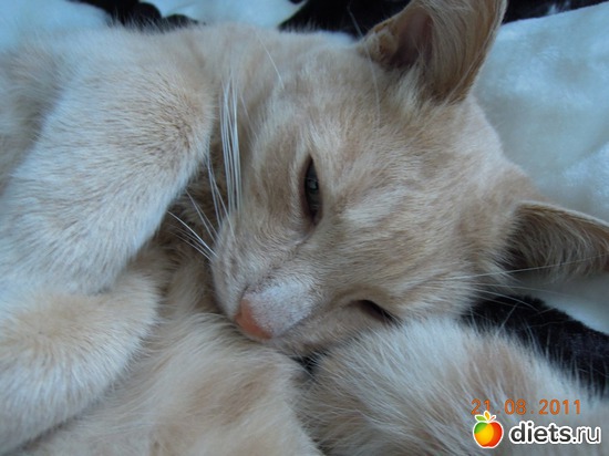 ��� ��� � ����..., ������: ��� �������