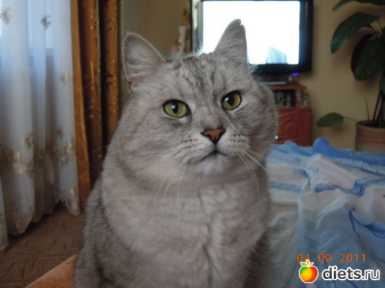 �� ���-�� ������?, ������: ��� �������