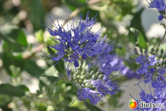 �������?, ������: ���������