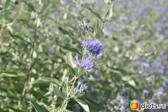 ����� ��������-1, ������: ���������