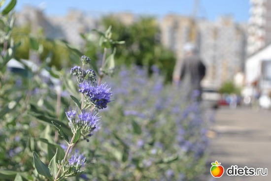 ����� ��������-2, ������: ���������