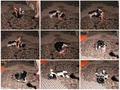 про кота 1