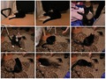 про кота 2