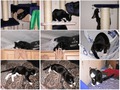 про кота 3