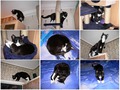 про кота 4