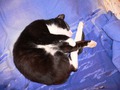 Кот спит_1