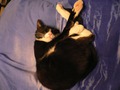 Кот спит_2