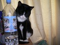 Кот тупит