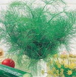 Укроп не просто зелень