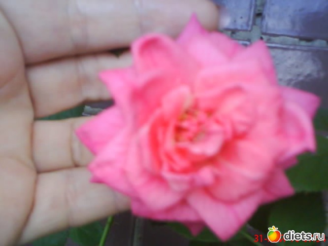 цветы на балконе, альбом: люблю лето!!!