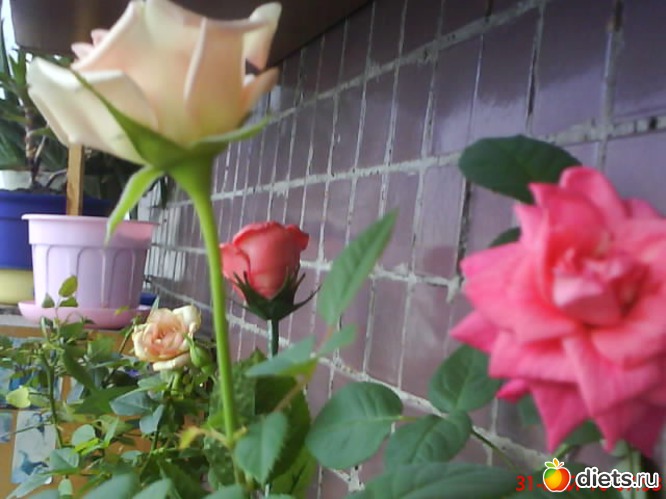 цветы на балконе, альбом: люблю лето!!!