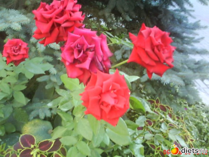 4 фото: люблю лето!!!