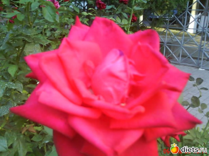 5 фото: люблю лето!!!