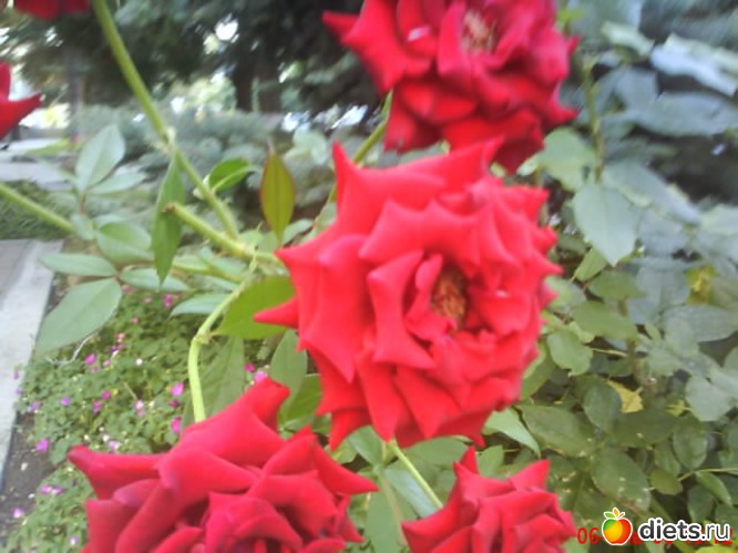 6 фото: люблю лето!!!