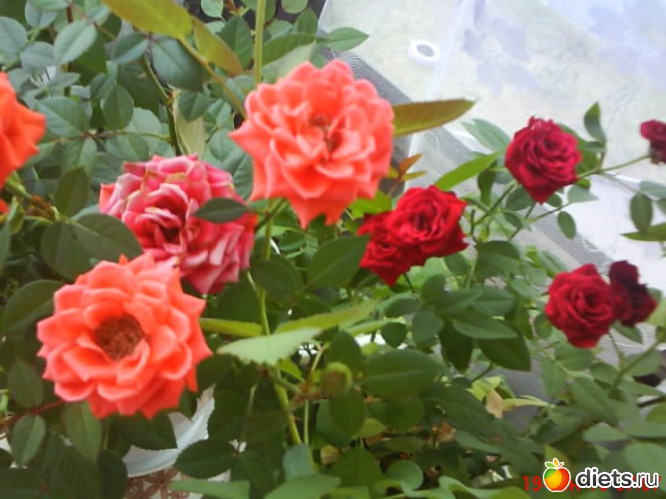 7 фото: люблю лето!!!