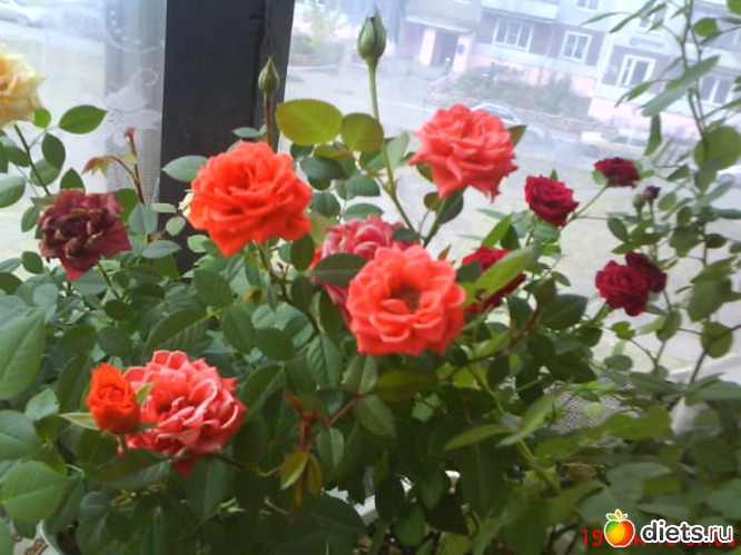 8 фото: люблю лето!!!