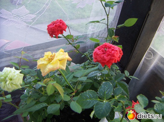 13 фото: люблю лето!!!