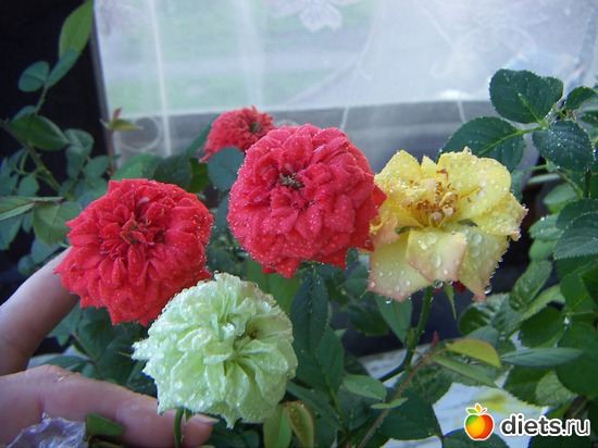 15 фото: люблю лето!!!