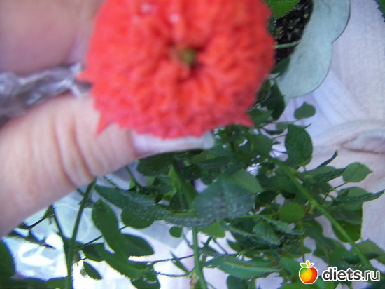 16 фото: люблю лето!!!