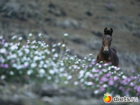 ���� � ������