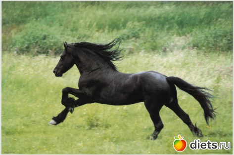 Running Hors