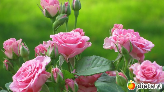 6., ������: ������ �������� ��������