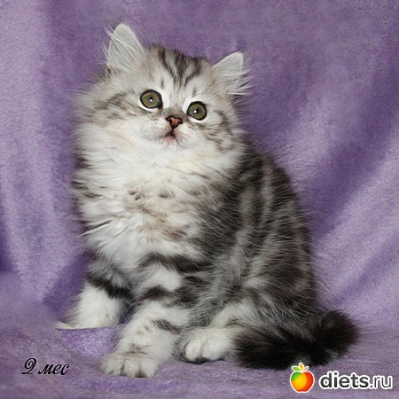 ������ ��������