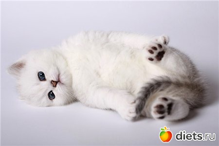 ������ ��������