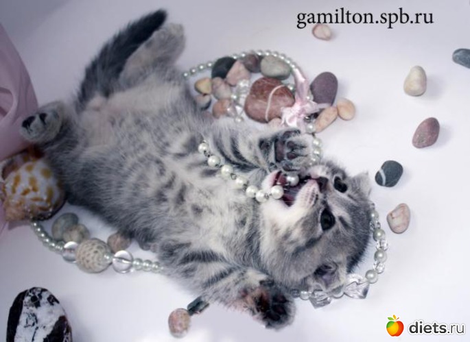 3 ����: ������ ��������