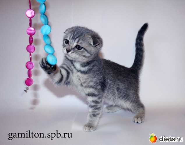 5 ����: ������ ��������