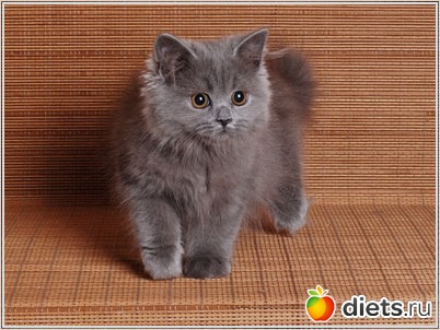 ������ ��������