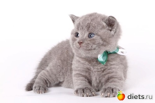 ������ ��������