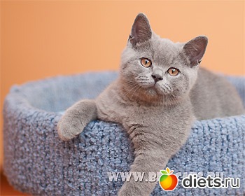 ������ ��������