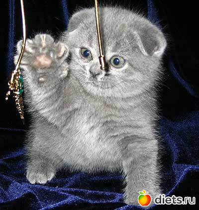 ������ ��������