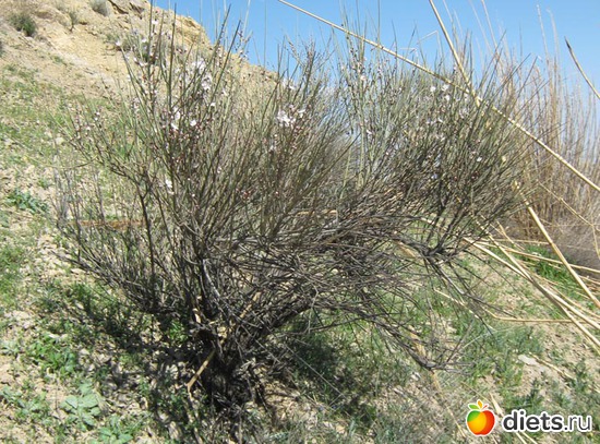 2 фото: Весна в горах Копетдага