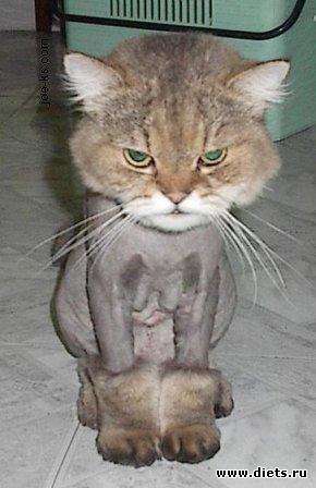 фотоприколы