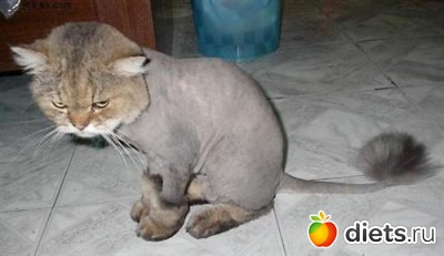 фотоприколы