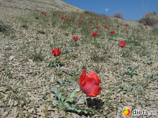 тюльпаны, альбом: Весна в горах Копетдага
